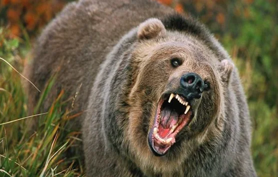 Teenager Critically Injured In Bear Attack In J&K’s Ramban