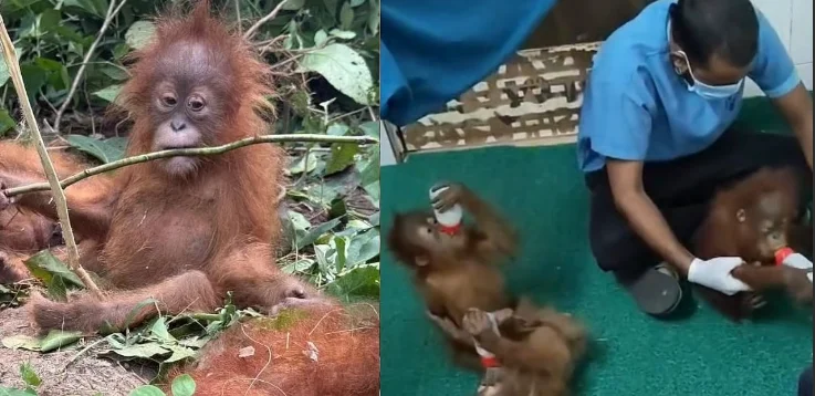 Odisha’s Nandankanan Zoo Postpones DNA Sampling of Rescued Orangutans by 10 Days