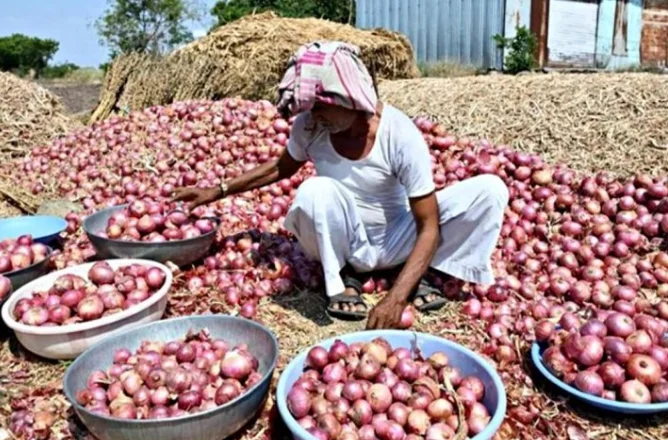 Government Sells 4,000 Tonnes of Buffer Onions Across 17 Cities to Check Prices