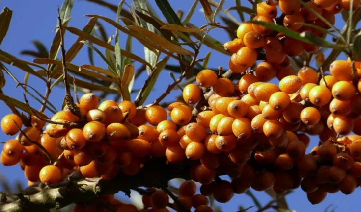 Govt Sets Up Panel To Assess Proposal For Sea Buckthorn Research Centre In Ladakh